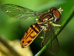 Syrphid Fly
